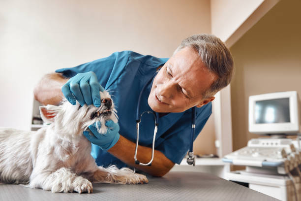 Best Emergency Root Canal Treatment in Forney, TX